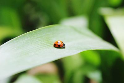 Ladybug on leaf