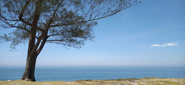 Tree by sea against sky