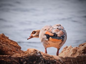 Close-up of birds on rock by lake