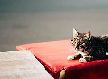 Close-up of a cat looking away