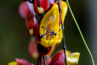 Close-up of insect pollinating on flower