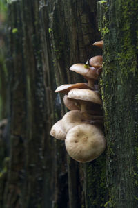 Close-up of tree trunk in forest