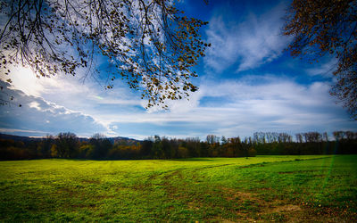 Scenic view of trees on field against sky