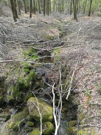 Plants and trees in forest