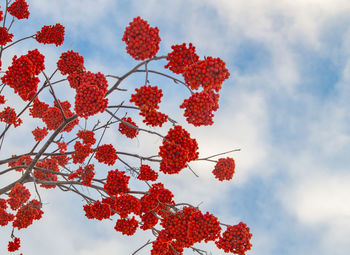 Snow-covered red mountain ash against the winter sky, a copy of space.