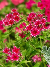Close-up of red flowers blooming outdoors
