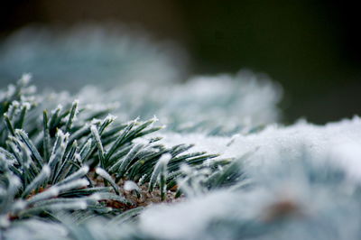 Close-up of snow on field