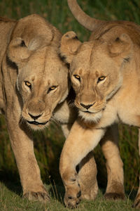 Close-up of two lionesses walking on grass