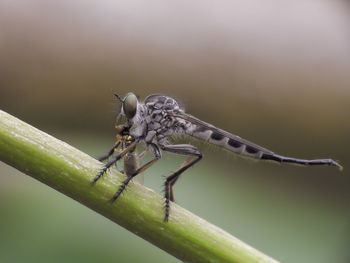 Close-up of insect