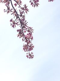 Low angle view of flower tree against clear sky