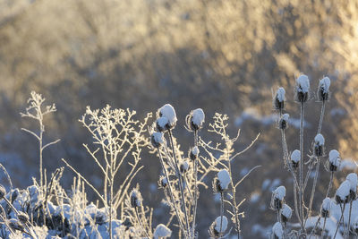 Close-up of dry plants on field during winter