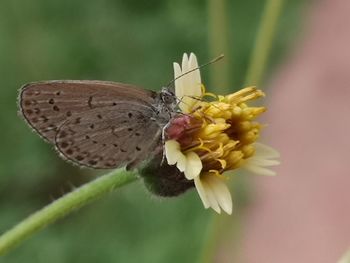 Close-up of butterfly pollinating on flower