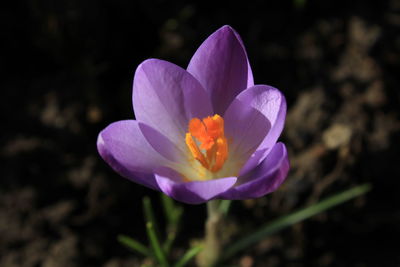 Close-up of purple crocus flower