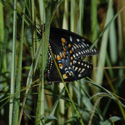 Close-up of butterflies mating on plant