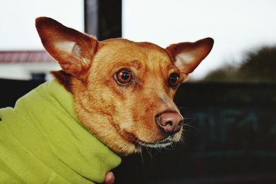 Close-up portrait of dog