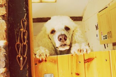 Portrait of dog by door