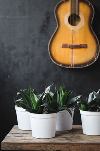 Potted plant on table