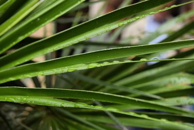 Close-up of green leaves