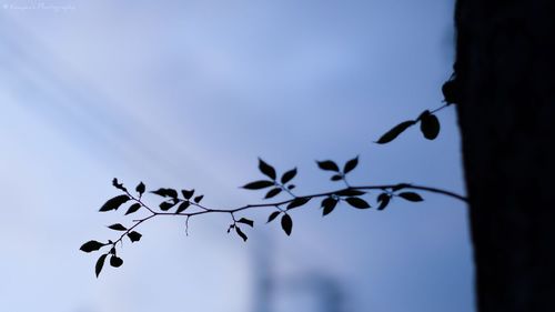 Low angle view of plant against sky