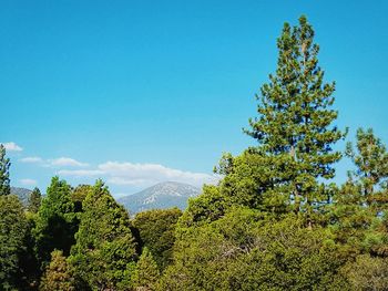 Low angle view of trees against blue sky