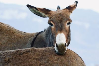 Close-up portrait of a horse