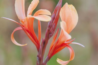 Close-up of orange lily