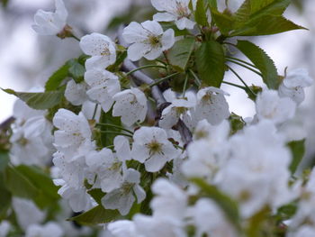 Close-up of fresh white flowers on tree