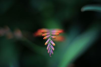 Close-up of flowering plant