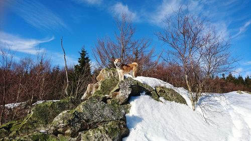 Low angle view of dog on rock formation against sky during winter
