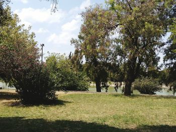 Trees in park against sky