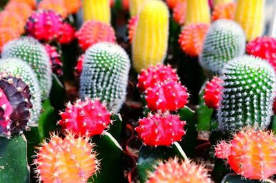 Close-up of flowers blooming outdoors