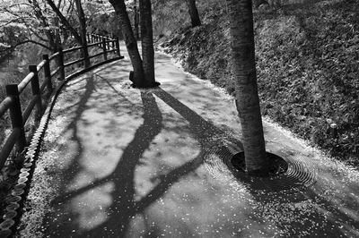High angle view of shadow of trees on footpath