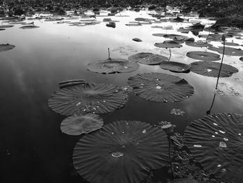 High angle view of leaves in pond