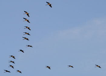 Low angle view of birds flying in the sky