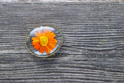 High angle view of flowering plant on wooden table