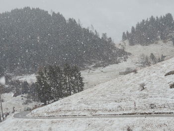 View of trees on snow covered land