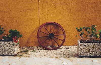 Plants growing on wall