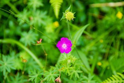 Close-up of pink flowering plant on field