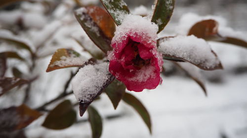 Close-up of frozen red rose