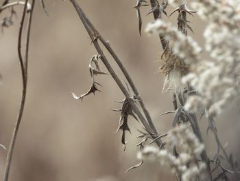 Close-up of dried plant