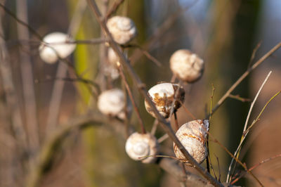 Close-up of wilted plant