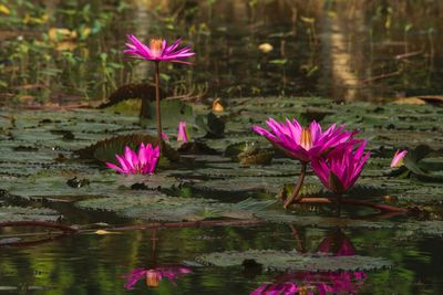 Pink lotus water lily in lake