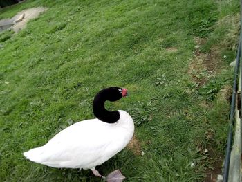 High angle view of swan on grassy field