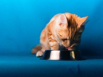 Close-up of a cat against blue background