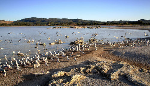 View of birds on beach against sky