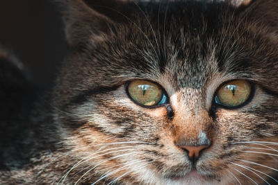 Close-up portrait of tabby cat