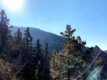 Pine trees in forest against clear sky