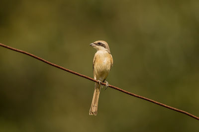 Close-up of bird perching on twig