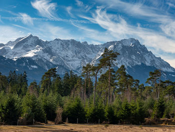 Scenic view of pine trees and mountains against sky