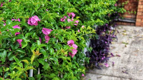 Pink flowering plants